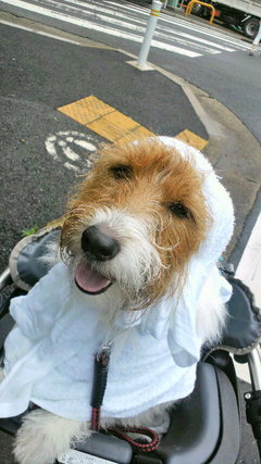 「またまたまたYahoo!天気と相性悪くて」 エルフドッグスクール 東京 犬の出張しつけ訓練