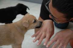 『安心してください。なついてますよ♪とにかく明るいヤスノリ♪』 安心の愛犬トレーニング 東京練馬エルフドッグスクール ドッグトレーナー 訓練士