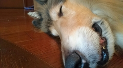 『緩和ケアマッサージで熟睡ワン♪』安心の東京練馬エルフドッグスクール 犬のしつけ訓練 リハビリ 