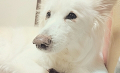 老犬との暮らし方アドバイス・リハビリ・その他各種ご相談お請けいたします。愛犬のトータルサポーター エルフドッグスクール 東京