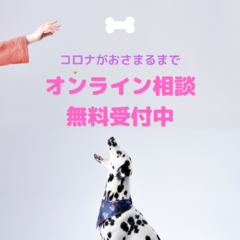 噛みつき・無駄吠え 愛犬の問題行動を日本全国どこからでもオンラインカウンセリングで解決