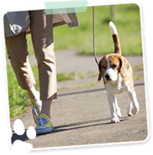 愛犬の引っ張りぐせ「逆逆歩き」「止まってアイコンタクト」やっても効果なかった人は見てくださいサムネイル