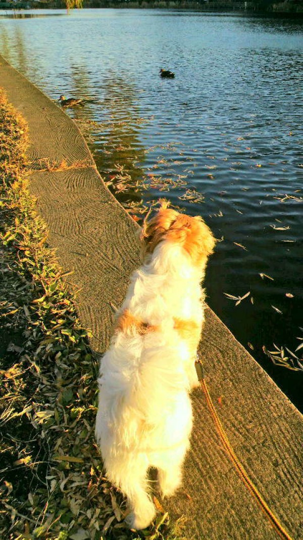 他犬を見つけて動かない・吠えてしまうからオヤツで振り向かせるけど、食べたらまたすぐ吠えるよね…その方法ズレてます【愛犬の問題行動専門ドッグトレーナー】エルフドッグスクールは東京練馬サムネイル