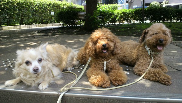 「こんな日は木陰で訓練」 エルフドッグスクール 東京 犬の出張しつけ訓練サムネイル