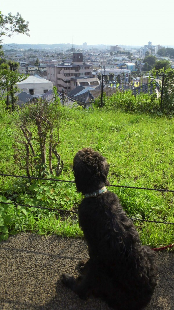 「世田谷区成城で、耳をすませば」 エルフドッグスクール 東京 犬の出張しつけ訓練サムネイル