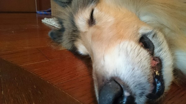 『緩和ケアマッサージで熟睡ワン♪』安心の東京練馬エルフドッグスクール 犬のしつけ訓練 リハビリサムネイル