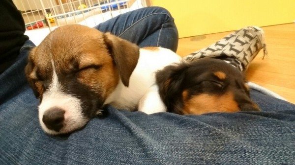 子犬のしつけどこでする？①〜犬の幼稚園のメリット・デメリット〜サムネイル