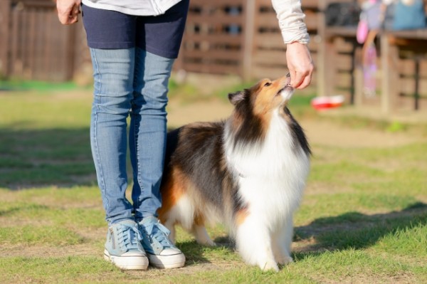 オヤツを使ったトレーニングは良い？悪い？【愛犬の問題行動専門ドッグトレーナー】エルフドッグスクール東京練馬 中野区 杉並区 文京区 新宿区 豊島区 中央区サムネイル