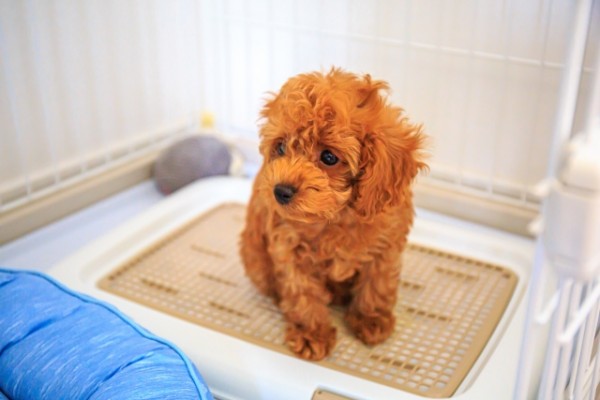 私のところへきた相談者たち④〜リビングでウ〇チ〜トイプー♂3ヶ月〜　出張・犬の幼稚園エルフドッグスクール東京サムネイル