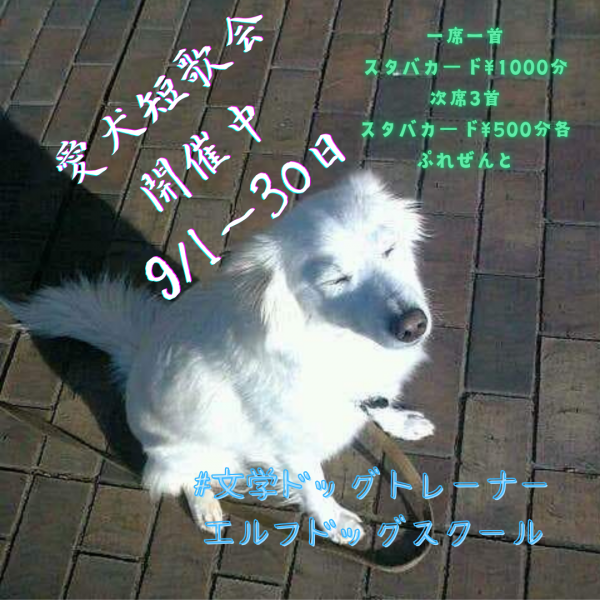 秋の文京区フェア¥1000off【愛犬の問題行動専門ドッグトレーナー】エルフドッグスクールサムネイル
