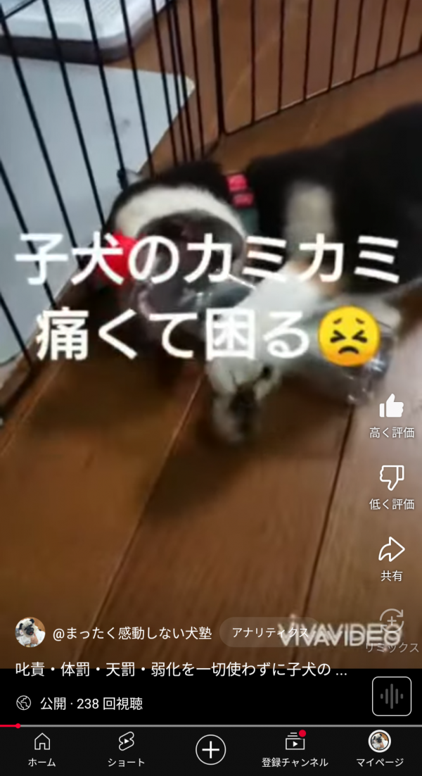 子犬のしつけ心配事①〜甘噛み・噛み癖（後編)〜サムネイル