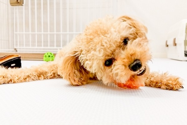 子犬のしつけ心配事①〜甘噛み・噛み癖（前編)〜サムネイル