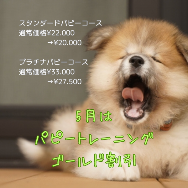 子犬のしつけ方　初めて子犬を飼う方　問題を予防したい方　子犬のしつけに困っている方へ　エルフドッグスクールのパピートレーニング　東京サムネイル